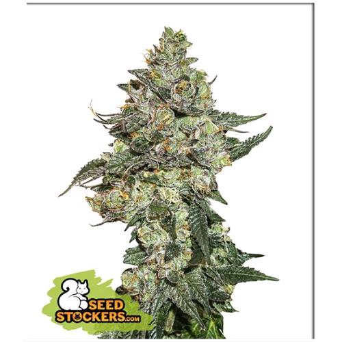 SEED STOCKERS - GIRL SCOUT COOKIES AUTO - 3 SEMI