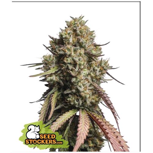 SEED STOCKERS - GORILLA COOKIES  AUTO - 3 SEMI