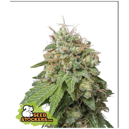 SEED STOCKERS - GREEN CRACK AUTO - 3 SEMI