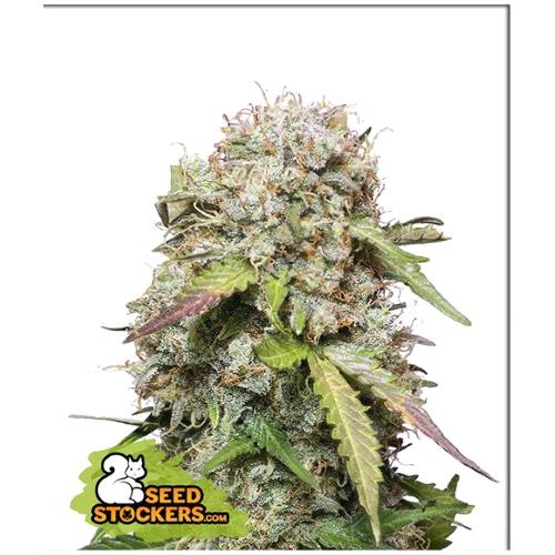 SEED STOCKERS - JACK HERER  AUTO - 3 SEMI