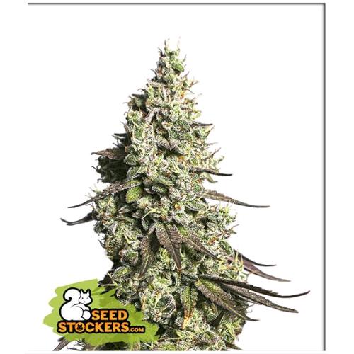 SEED STOCKERS - MOBY DICK AUTO - 3 SEMI