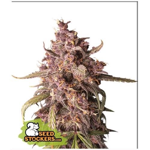 SEED STOCKERS - PURPLE PUNCH AUTO - 100 SEMI