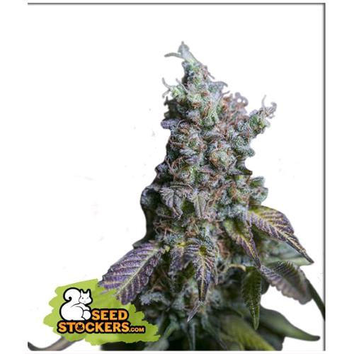 SEED STOCKERS - SOUR DIESEL AUTO - 3 SEMI
