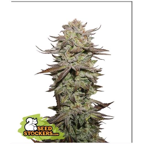 SEED STOCKERS - STICKY FINGERS AUTO - 3 SEMI