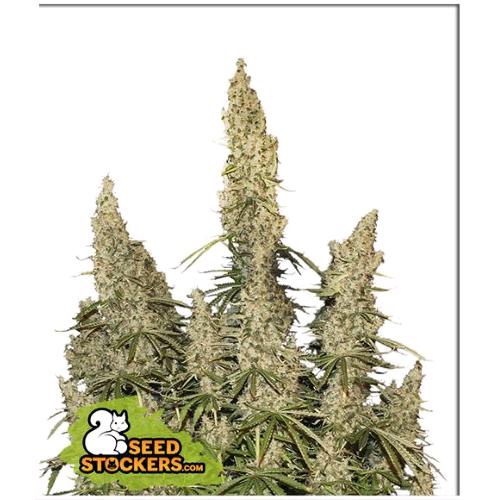 SEED STOCKERS - WHITE WIDOW AUTO - 3 SEMI