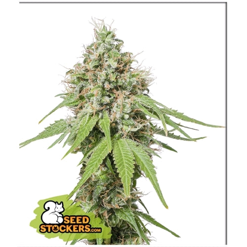 SEED STOCKERS - AK420 FEM - 1 SEME