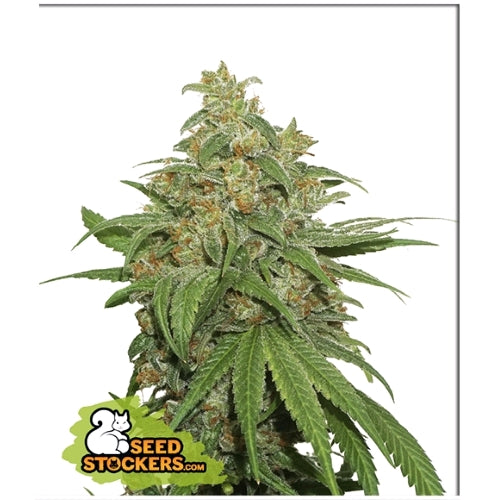 SEED STOCKERS - AK420 AUTO - 3 SEMI
