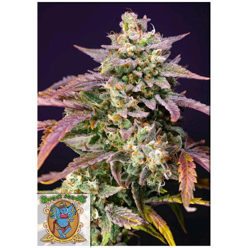 SWEET SEEDS - PURPLE PUNCH OG XL AUTO - 3+1 SEMI