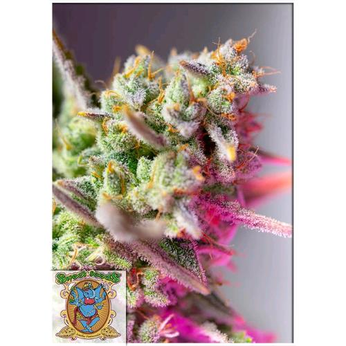 SWEET SEEDS - SWEET MIMOSA XL AUTO - BULK 25 SEMI