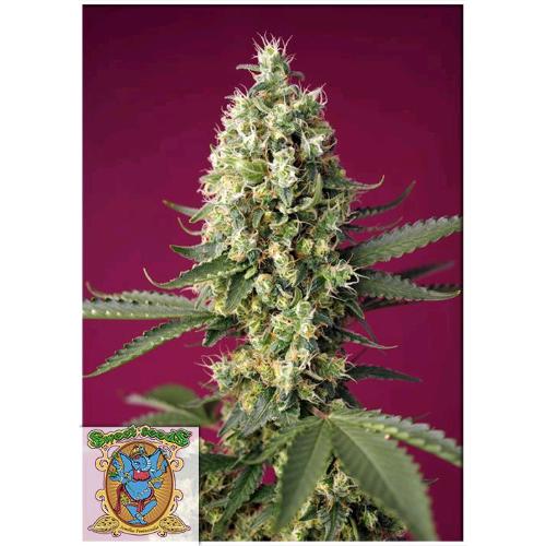 SWEET SEEDS - SKYWALKER OG RUNTZ XL AUTO - 3+1 SEMI