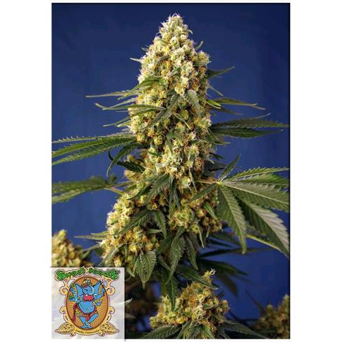 SWEET SEEDS - STRAWBERRY BANANA GELATO XL AUTO - 5+2 SEMI