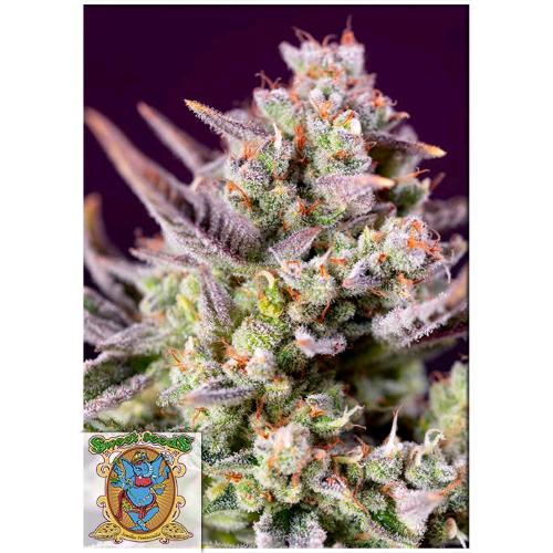 SWEET SEEDS - SWEET ZENZATION XL AUTO - 3+1 SEMI