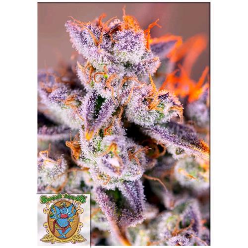 SWEET SEEDS - TROPICANNA POISON XL AUTO - 5+2 SEMI