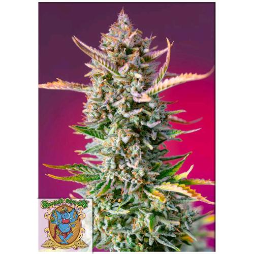 SWEET SEEDS - GORILLA SHERBET FEM - F1 FAST VERSION - BULK 500 SEMI