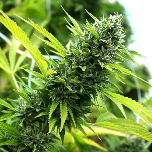 HUMBOLDT SEEDS - BANANA SAPPHIRE FEM - 5 SEMI