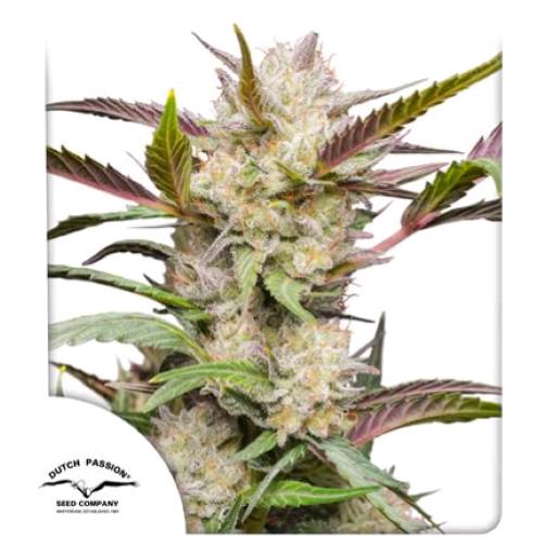 DUTCH PASSION - MIMOSA PUNCH AUTO - 3 SEMI