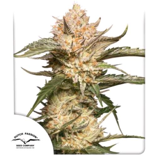 DUTCH PASSION - TRICHOME AND CREAM AUTO - 7 SEMI