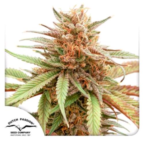 DUTCH PASSION - DURBAN DEW FEM - 5 SEMI