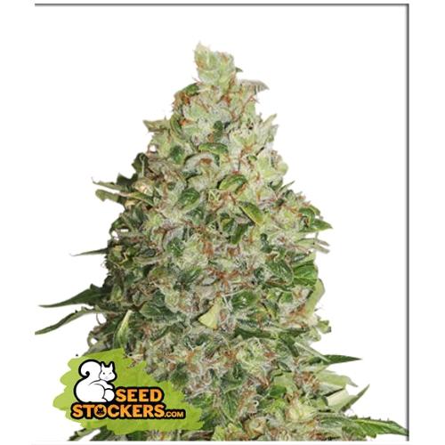 SEED STOCKERS - BCN CRITICAL XXL FEM - 25 SEMI
