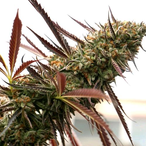 HUMBOLDT SEEDS - GHOST OF NYC FEM - 5 SEMI