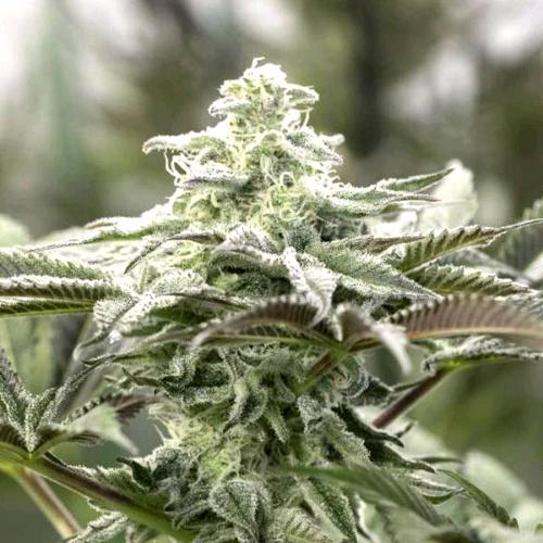 HUMBOLDT SEEDS - LEMON CITRON FEM - 5 SEMI