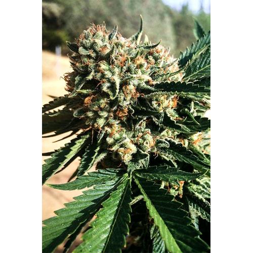 HUMBOLDT SEEDS - SAPPHIRE OG FEM - 10 SEMI