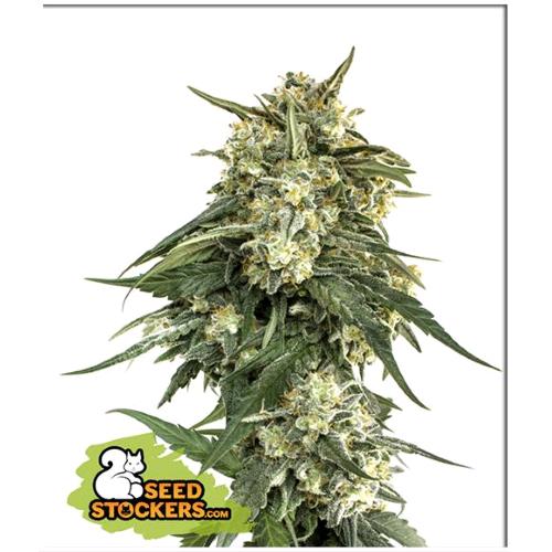 SEED STOCKERS - BCN CRITICAL XXL FAST FEM - 3 SEMI