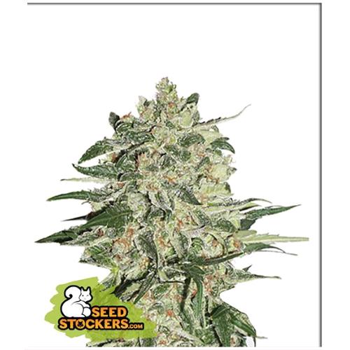 SEED STOCKERS - BIG BUD FEM - 1 SEME