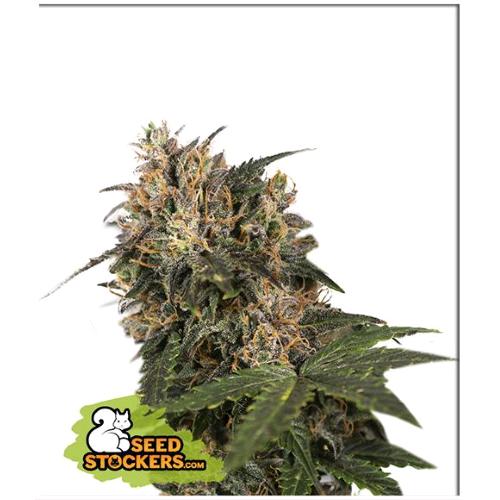 SEED STOCKERS - BLACKBERRY GUM FEM - 3 SEMI