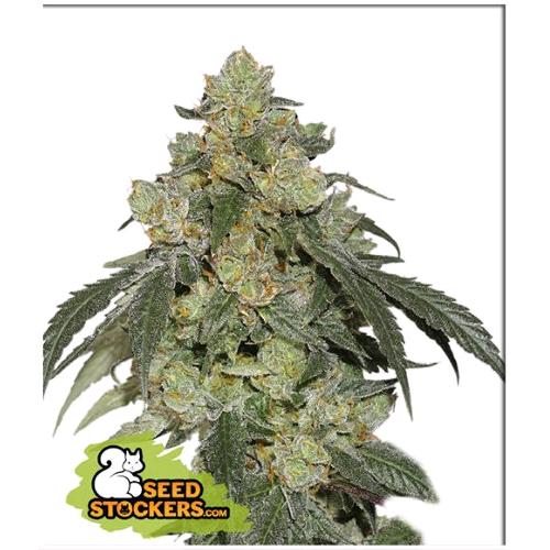 SEED STOCKERS - COOKIES FAST FEM - 3 SEMI