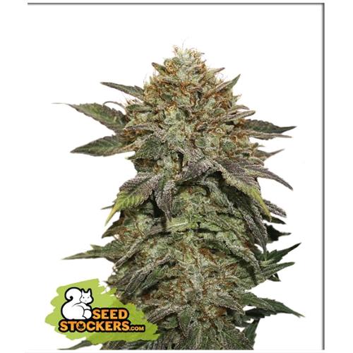 SEED STOCKERS - FRUIT CAKE FEM - 3 SEMI