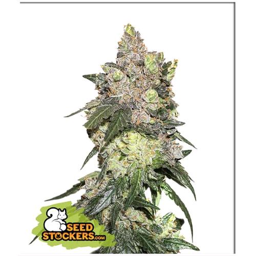 SEED STOCKERS - GIRL SCOUT COOKIES FEM - 3 SEMI