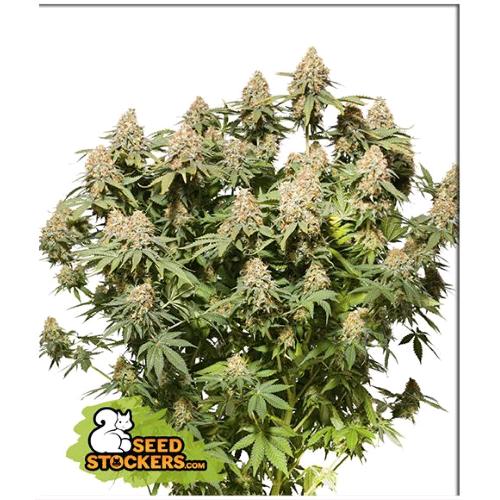 SEED STOCKERS - MOBY DICK FEM - 3 SEMI