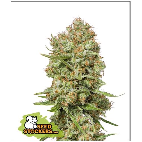 SEED STOCKERS - GREEN CRACK FEM - 3 SEMI
