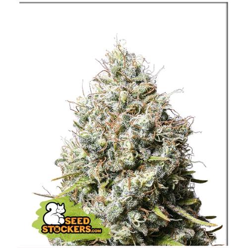 SEED STOCKERS - JACK HERER FEM - 3 SEMI