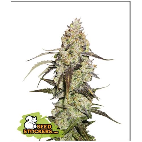 SEED STOCKERS - RUNTZ FEM - 3 SEMI