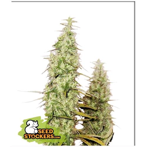 SEED STOCKERS - SANTA MARTA HAZE FEM - 3 SEMI