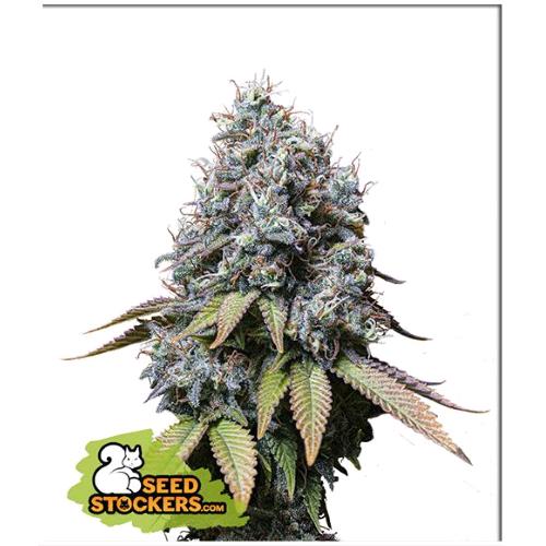 SEED STOCKERS - SOUR DIESEL FEM - 1 SEME