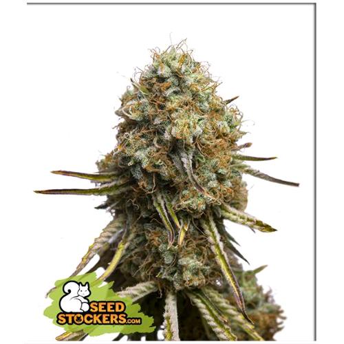 SEED STOCKERS - WEDDING GLUE  FEM - 1 SEME