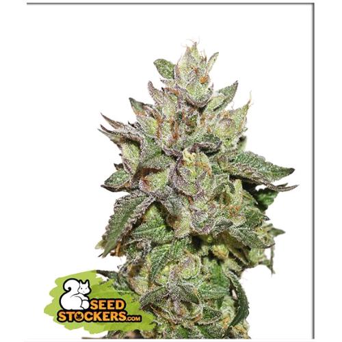 FINO A ESAURIMENTO SCORTE SEED STOCKERS - WEDDING CAKE FEM - 3 SEMI