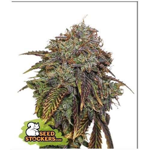 SEED STOCKERS - GELATO 41 AUTO - 3 SEMI