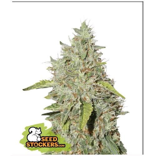 SEED STOCKERS - NORTHERN LIGHTS FEM - 1 SEME
