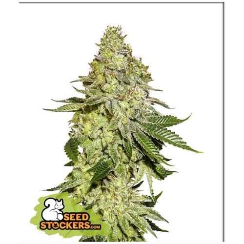 SEED STOCKERS - SHERBET FEM - 3 SEMI