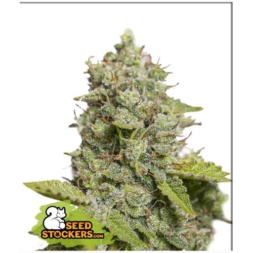SEED STOCKERS - CDB CRITICAL XXL AUTO - 5 SEMI