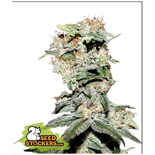 SEED STOCKERS - CDB CRITICAL XXL FEM - 3 SEMI