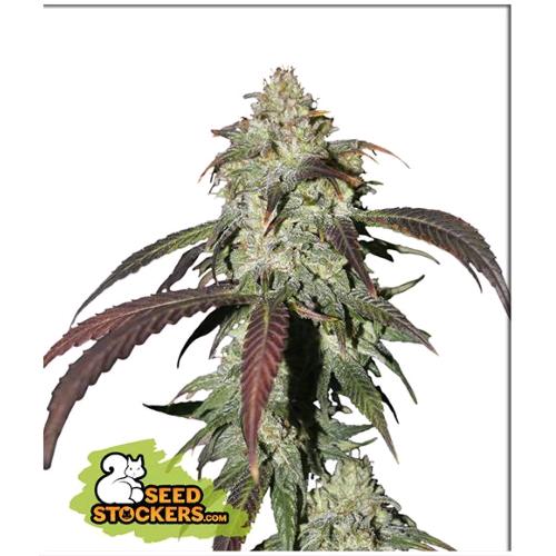SEED STOCKERS - CBD NORTHERN LIGHTS FEM - 3 SEMI