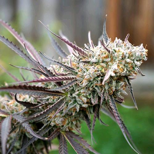 HUMBOLDT SEEDS - ICE CREAM CAKE FAST - 3 SEMI