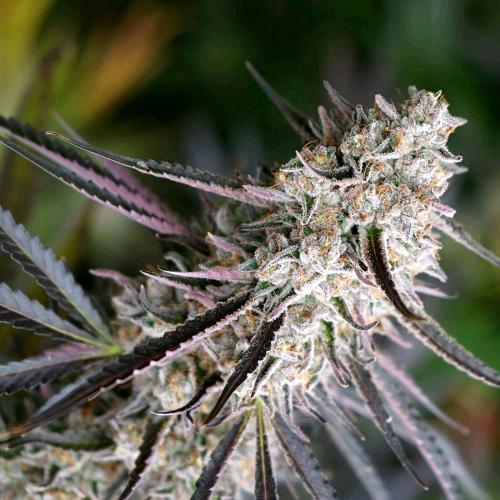 HUMBOLDT SEEDS - PEANUT BUTTER BREATH FAST - 3 SEMI