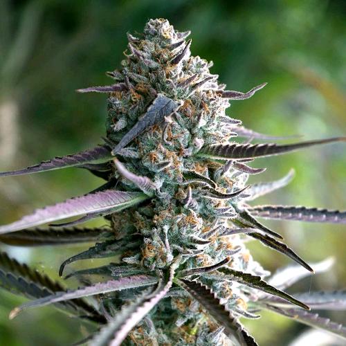 HUMBOLDT SEEDS - RUNTZ FAST - 5 SEMI