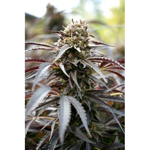 HUMBOLDT SEEDS - WHITE RUNTZ FAST - 10 SEMI